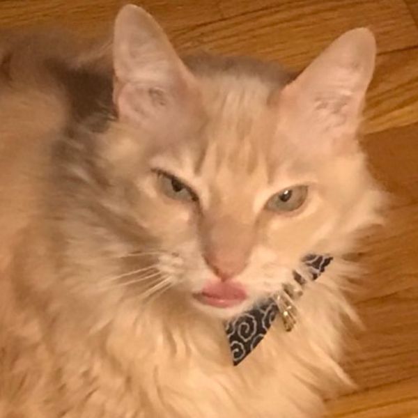 [TESTE] Gato persa de pelo longo
