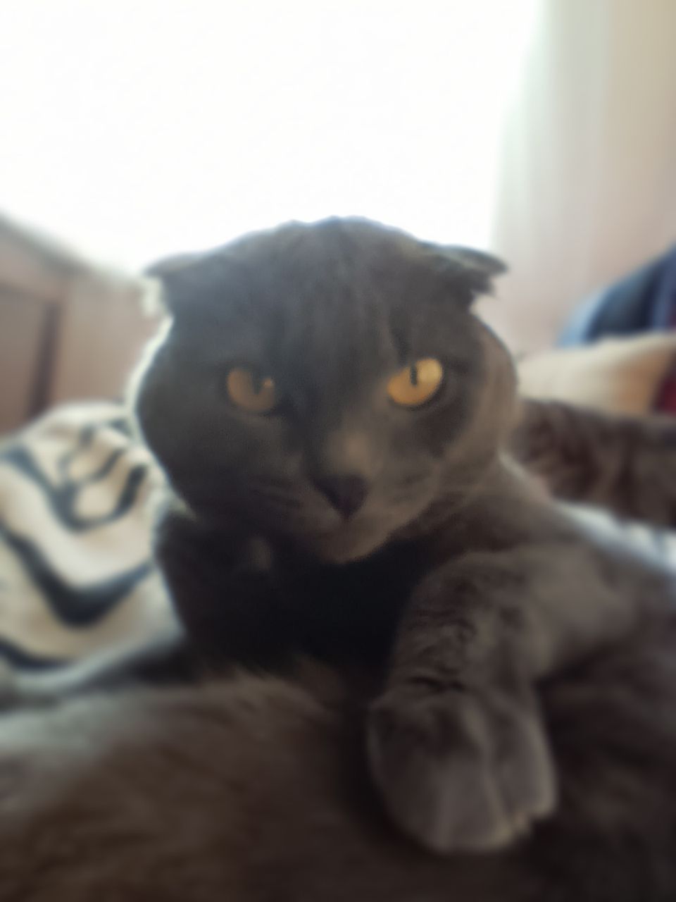 [TESTE] Gata laranja e branca, tricolor claro