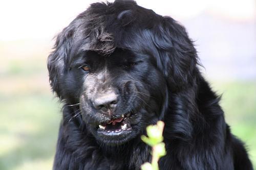 [TESTE] Procuro cachorro filhote para adoção