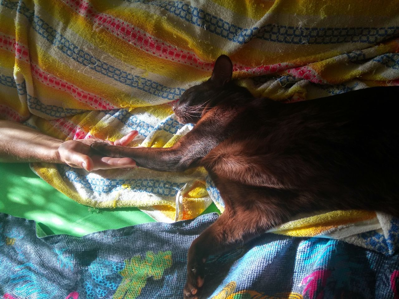 [TESTE] Procuro gatinho filhote para adoção