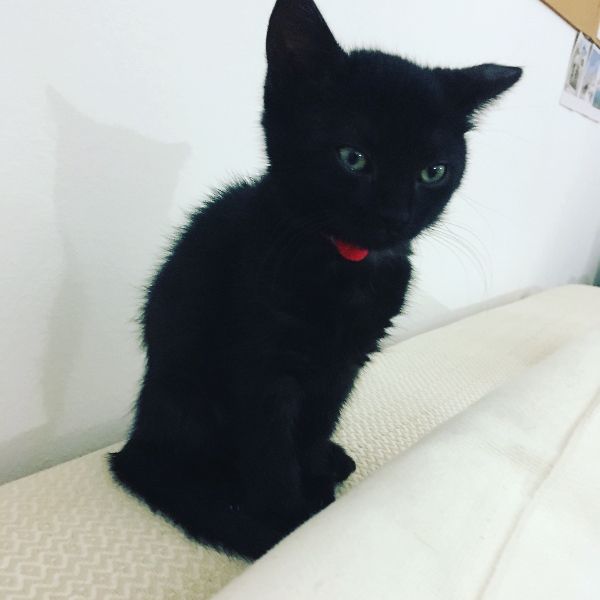 [TESTE] Gato branco de olhos azuis, castrado