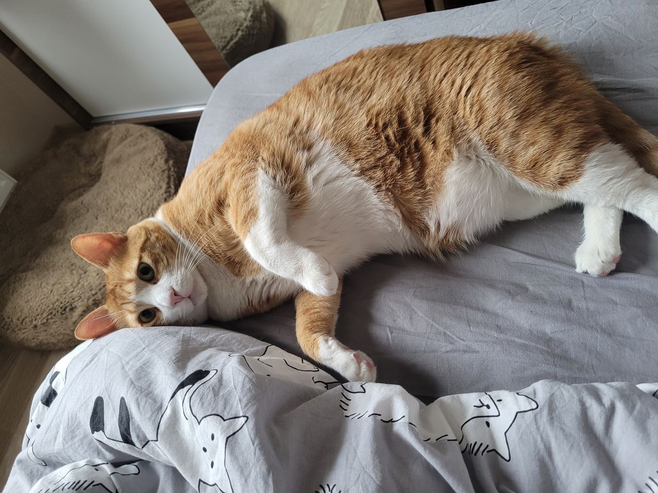 [TESTE] Gato preto todo pretinho, sorte garantida