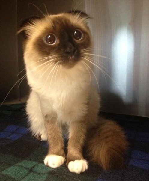 [TESTE] Gato SRD adulto, ótimo caçador