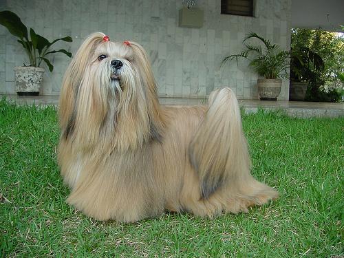 [TESTE] Shih Tzu adulto, pelo longo