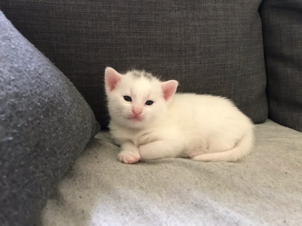 [TESTE] Gato siamês legítimo