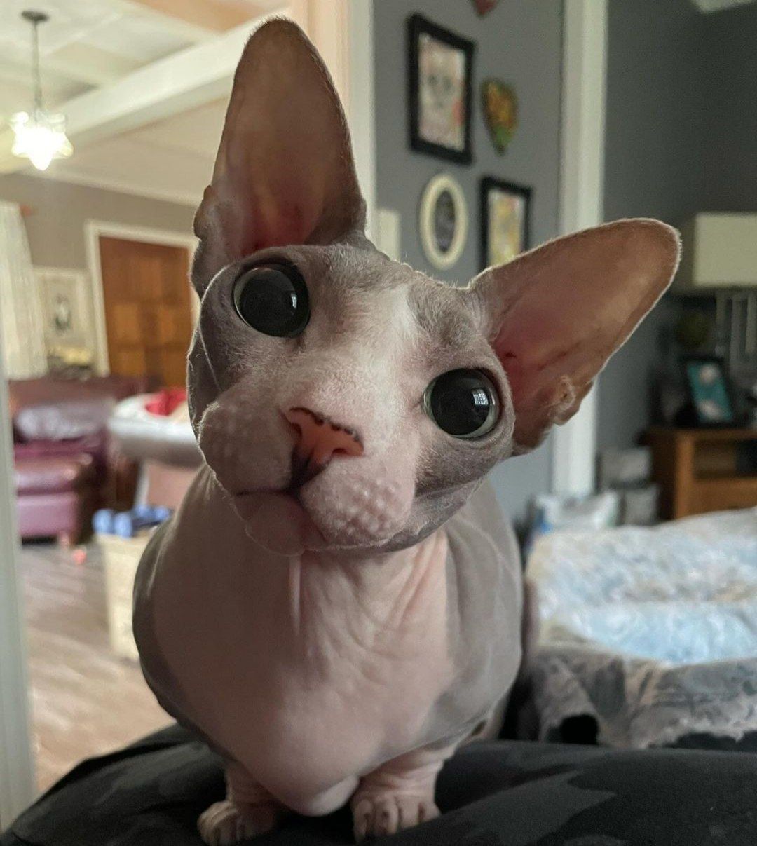 [TESTE] Gata preta e branca, vacinada