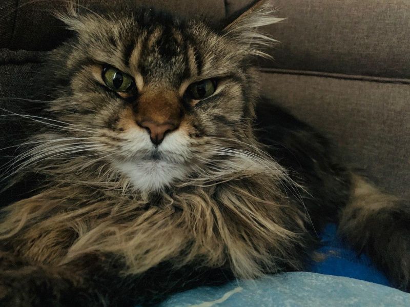 [TESTE] Gato malhado (tigrado) para adoção