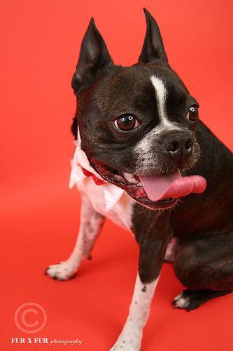 [TESTE] Chihuahua fêmea filhote